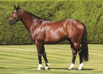 Frankel (GB) - Horse Profile - BloodHorse