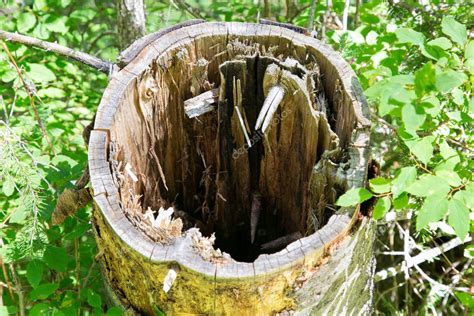 Rbol Hueco Vac O El Vac O Dentro Del Tronco Del Rbol Talado En El