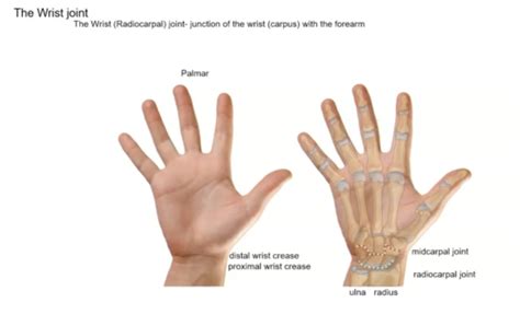 Forearm And Wrist Ii The Wrist Joint Flashcards Quizlet