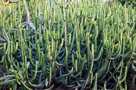 Premium Photo Euphorbia Canariensis Species Of Typical Canarian Shrub