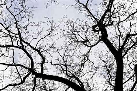 Naked Branches Of A Tree Silhouette In Winter Stock Image Image Of Branch Conceptual 168329073