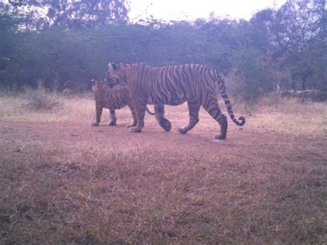 Rajasthan Two Cubs Of Tigress 107 Sighted At Ranthambore Big Cat Count 69 Jaipur News