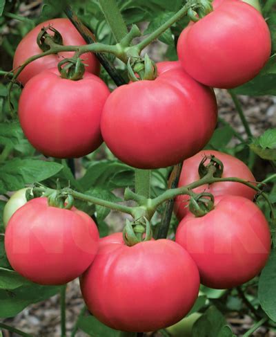 Інтерфлора Україна : Помідор Торбей F1 (10 шт)