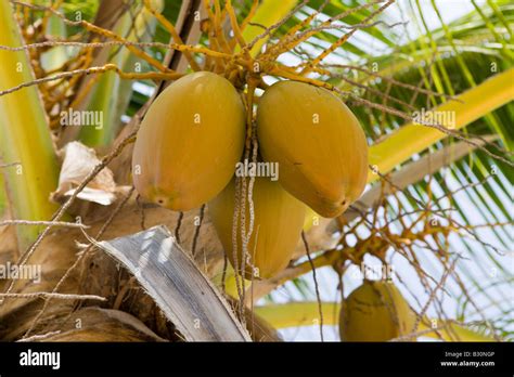 Coconut Palms At Bikini Marshall Islands Bikini Atoll Micronesia