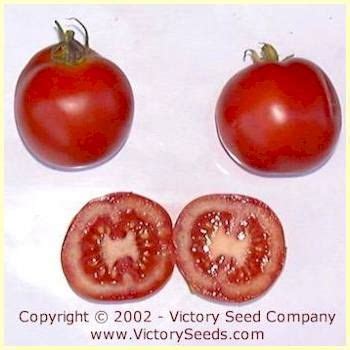 Moneymaker Tomato Heirloom Open Pollinated Non Hybrid Victory Seeds