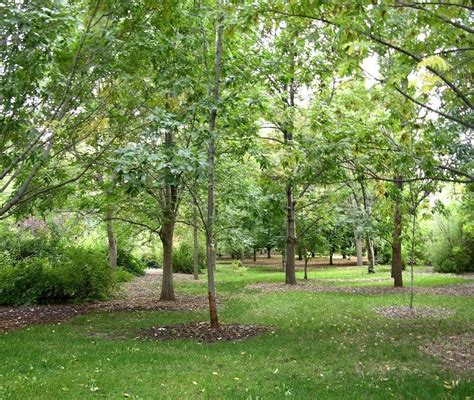 History CSU Heritage Arboretum And Woody Plant Research