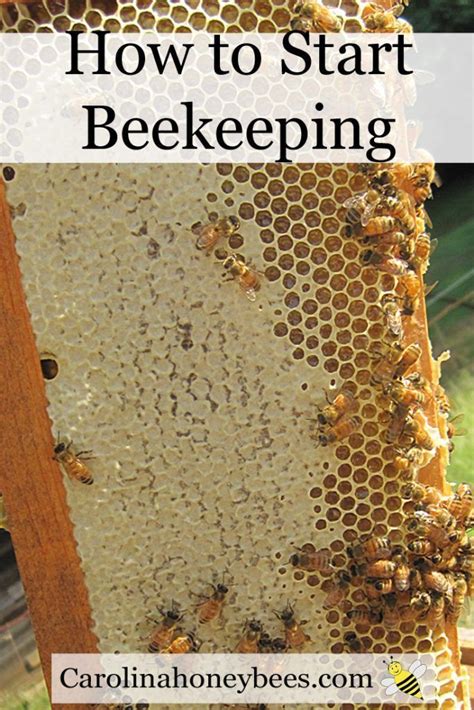 How To Start Beekeeping Full Beginners Guide Artofit