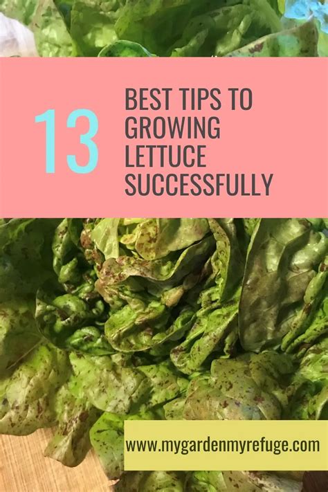 Helpful Tips To Grow Lettuce Successfully Wellness Gardens