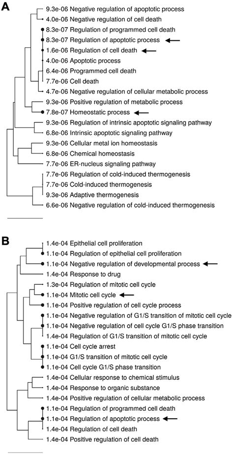 Gene Ontology Go Enrichment Analysis Of Genes Differently Expressed