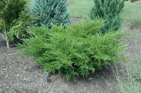 Sea Green Juniper (Juniperus chinensis 'Sea Green') in Milwaukee ...