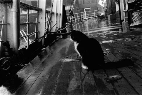 Ten Of The Most Important Ships Cats Of All Time