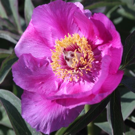 Officinalis 'Mollis' - Kwekerij de Pioenroos