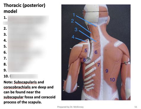 Unit 8 Posterior Thoracic Model Diagram Quizlet