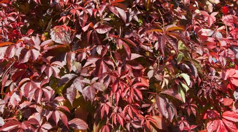 How To Plant Grow And Care For Virginia Creeper