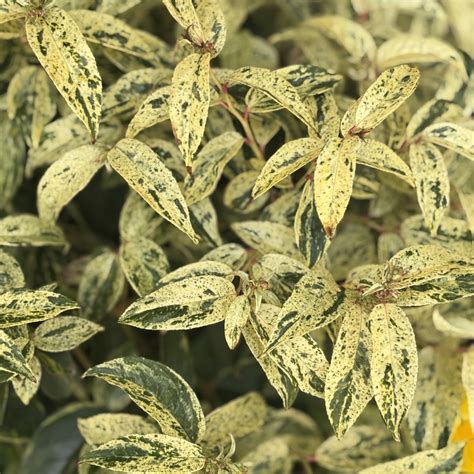 Arbors Greenleigh - Tomorrow is the last day to enter our “APP”artment