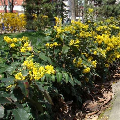 Магония падуболистная лат Mahonia aquifolium Лесосад