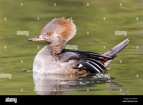 Hooded Merganser Lophodytes Cucullatus Tucson Pima County Arizona