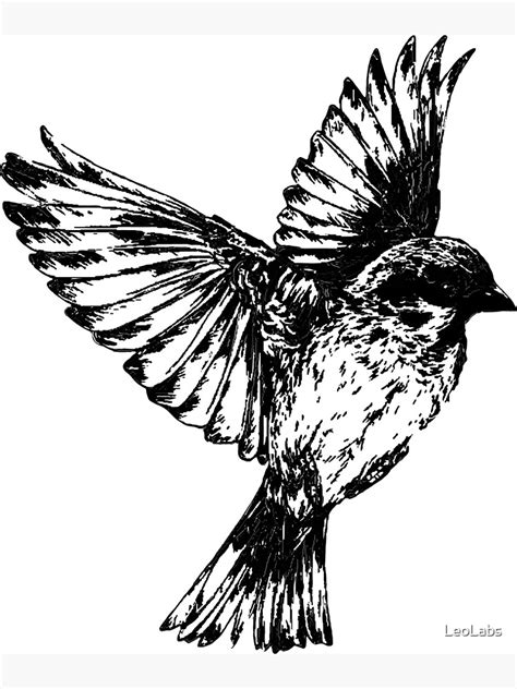 "Sparrow Bird Drawing" Poster for Sale by LeoLabs | Redbubble