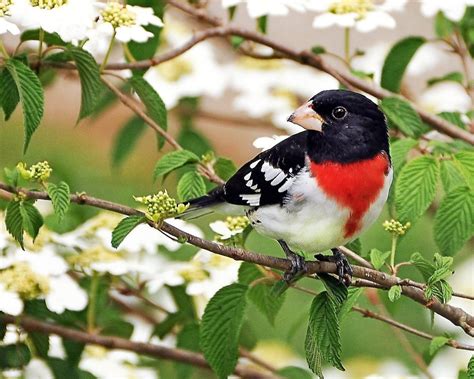 Adorable Birds Spring Wallpapers Wallpaper Cave