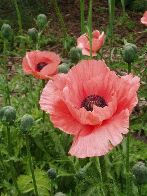 Papaver orientale helen elisabeth oosterse papaver de tuinen van