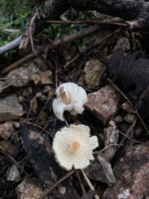 Shield Dapperling From Graham County US AZ US On August 27 2023 At