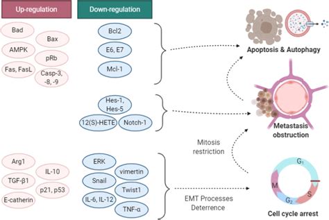 Regulation Of Gene And Protein Expression Increase In Red Bubbles