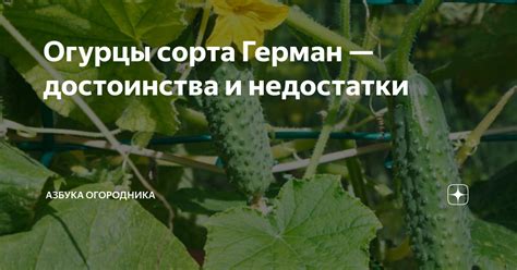 Огурцы сорта Герман — достоинства и недостатки | Азбука огородника | Дзен