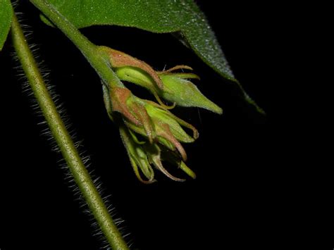 Mandevilla Hirsuta Rich K Schum Vascular Plants Of Th Flickr