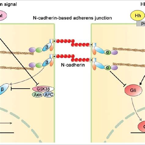 Interaction of N-cadherin-based AJ with Wnt signaling and hedgehog (Hh ...