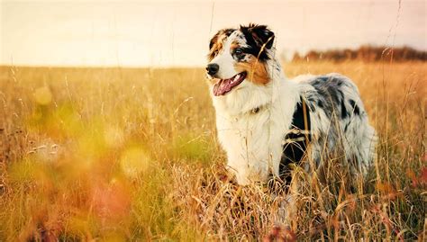 Australian Shepherd Dog Breed Profile – Top Dog Tips