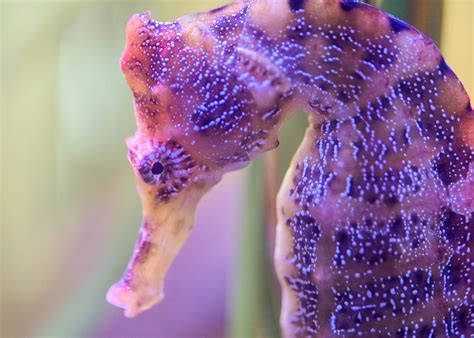 pacific seahorse cabrillo marine aquarium san pedro california