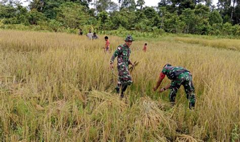 Kodim 1715 Yahukimo Panen Padi Bersama Masyarakat Dekai Pasific Pos