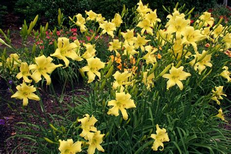 Daylily Hemerocallis Itsy Bitsy Spider In The Daylilies Database