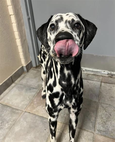 Adorable Dalmatian Dog with Tongue Out