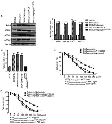 Angptl Induces The Expression Levels Of Multiple Atp Dependent