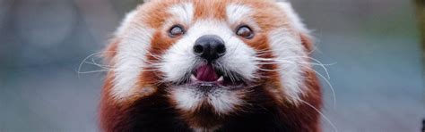 red panda faunafocus