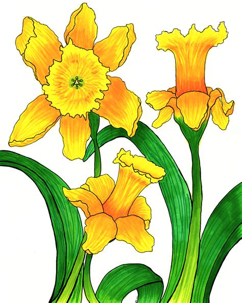 Free Narcissus Cliparts Download Free Narcissus Cliparts Png Images