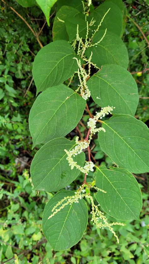 How Serious Is Japanese Knotweed 2024 Japanese Knotweed Plus