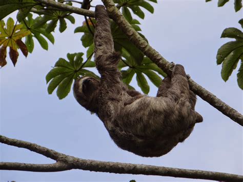 Adventures With Isoms Sloth Porn