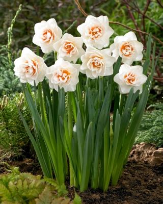 Dubbele Narcis Gay Kybo 5 Stuks Garden Seeds Market Gratis Verzending