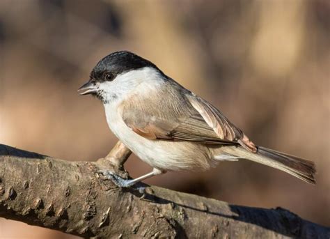 Marsh tit poecile palustris un pájaro se sienta en la rama de un árbol