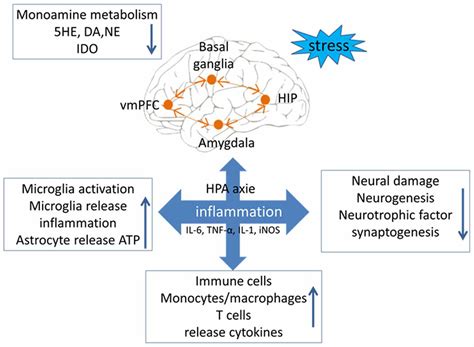 Frontiers Switching Of The Microglial Activation Phenotype Is A