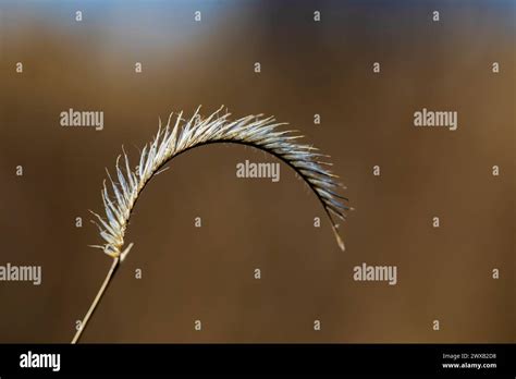 Blue Grama Bouteloua Gracilis Grass Seed Head In Bandelier National Monument New Mexico Usa