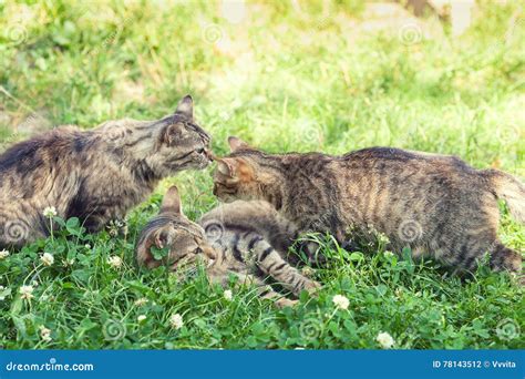 Three Kittens On The Grass Stock Photo Image Of Garden 78143512