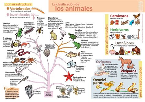 Reino Animal Caracteristicas Gerais - 7
