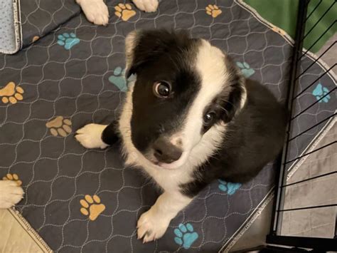 9 weeks old English Shepherd Puppies for sale in Charlotte - Puppies ...