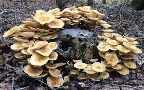 Humongous Fungus Crystal Falls