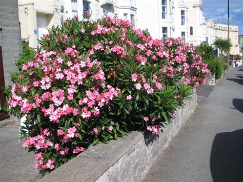 Nerium Oleander Architectural Plants