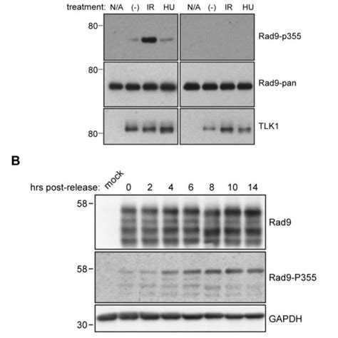 A In Vitro Kinase Assays Were Performed To Verify The Specificity Of A