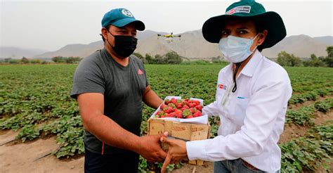 Lima Midagri y municipalidad de Pachacámac fortalecen la agricultura